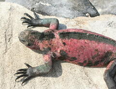 Amblyrhynchus cristatus