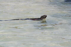 Amblyrhynchus cristatus