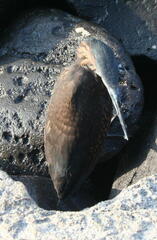 Butorides striata sundevalli