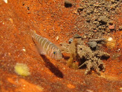 Pale-Barred Goby photo 2