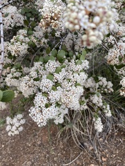 Adenostoma fasciculatum