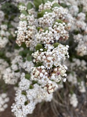 Adenostoma fasciculatum