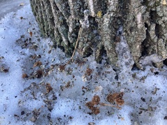 Angiospermae