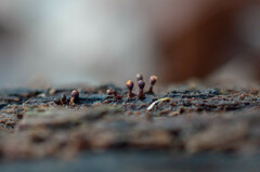 Trichia botrytis