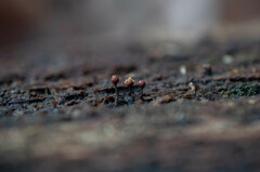 Trichia botrytis