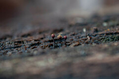 Trichia botrytis