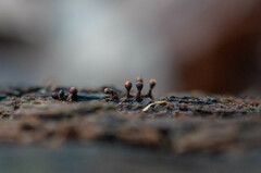 Trichia botrytis