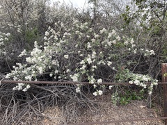 Adenostoma fasciculatum