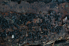 Jackrogersella cohaerens