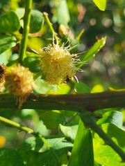 Mimosa ceratonia