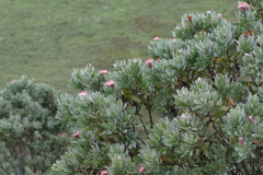 Protea subvestita
