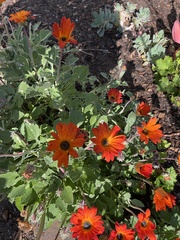 Dimorphotheca sinuata