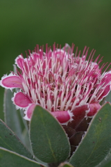 Protea subvestita