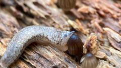 Philomycus carolinianus