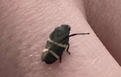 Aeneolamia albofasciata