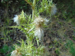 Cirsium candelabrum