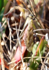 Palpares speciosus