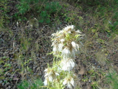 Cirsium candelabrum