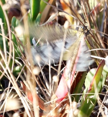 Palpares speciosus