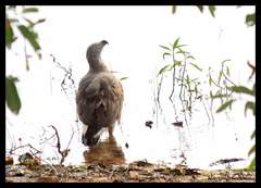 Haliaeetus ichthyaetus