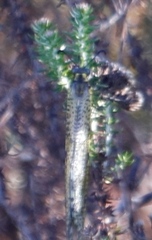 Palpares speciosus