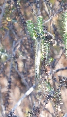 Palpares speciosus