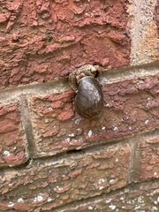 Lissachatina fulica