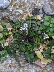 Cardamine hirsuta