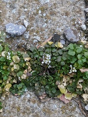 Cardamine hirsuta