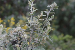 Buddleja salviifolia