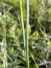 Moraea brevistyla
