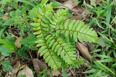 Adiantum latifolium