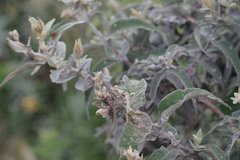 Buddleja salviifolia