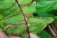 Adiantum latifolium