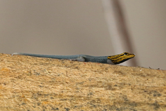 Lygodactylus picturatus