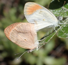 Colotis euippe omphale