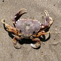 Ovalipes trimaculatus