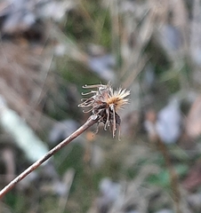 Hieracium paniculatum