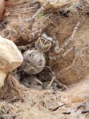 Stegodyphus dumicola