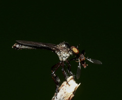 Holcocephala
