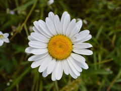 Leucanthemum vulgare