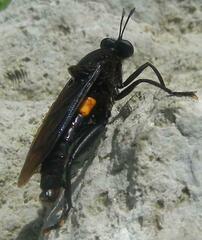 Mydas clavatus