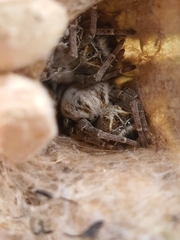 Stegodyphus dumicola