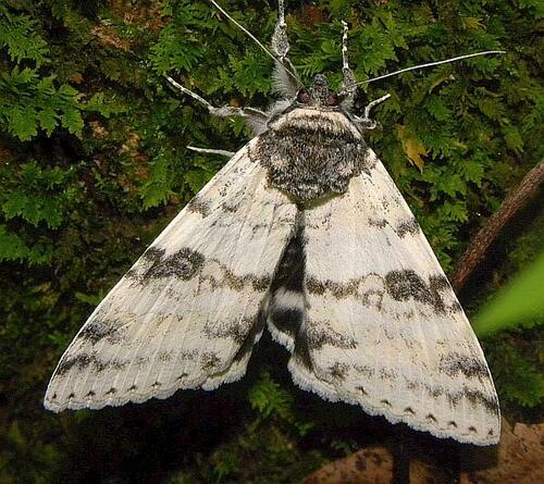 White Underwing photo 5