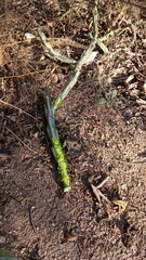 Cylindropuntia thurberi