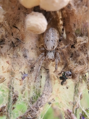 Stegodyphus dumicola