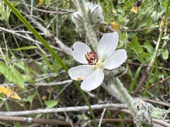 Malacothamnus clementinus
