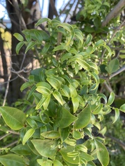 Asparagus asparagoides