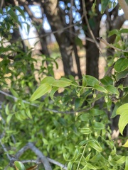 Asparagus asparagoides