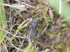 Neodorcadion bilineatum